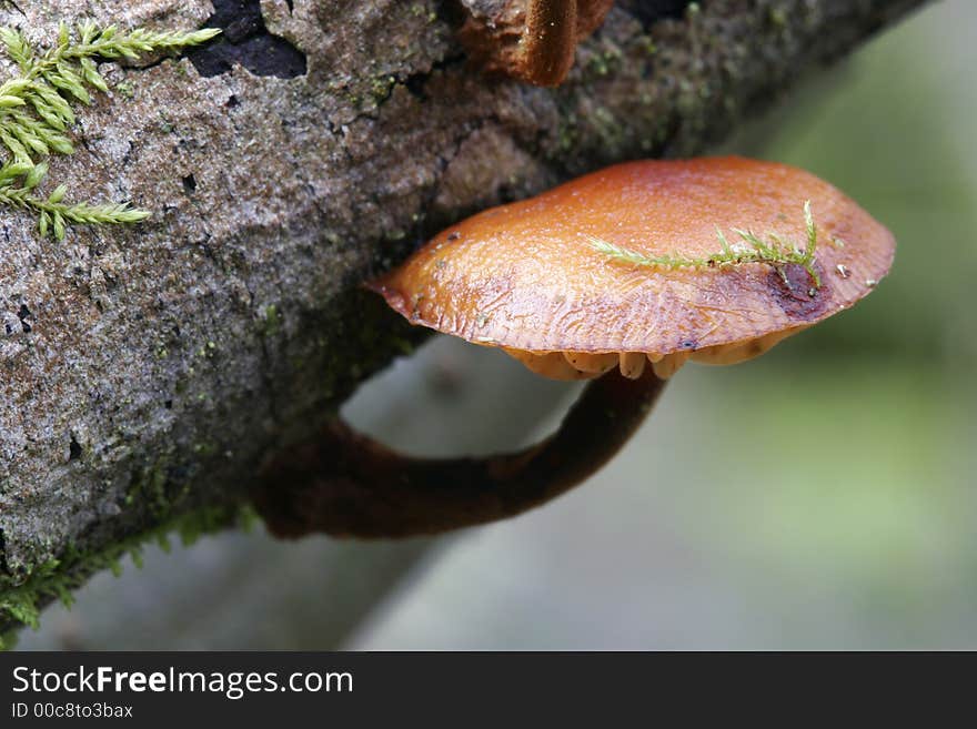 Small mushroom on dry branch with moss. Small mushroom on dry branch with moss