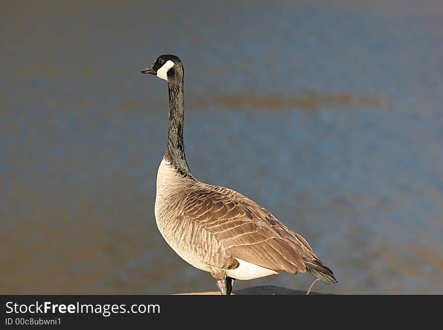 Goose at Lake