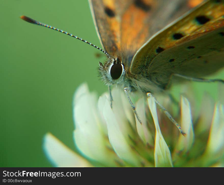 Butterfly on a flower in search of nectar