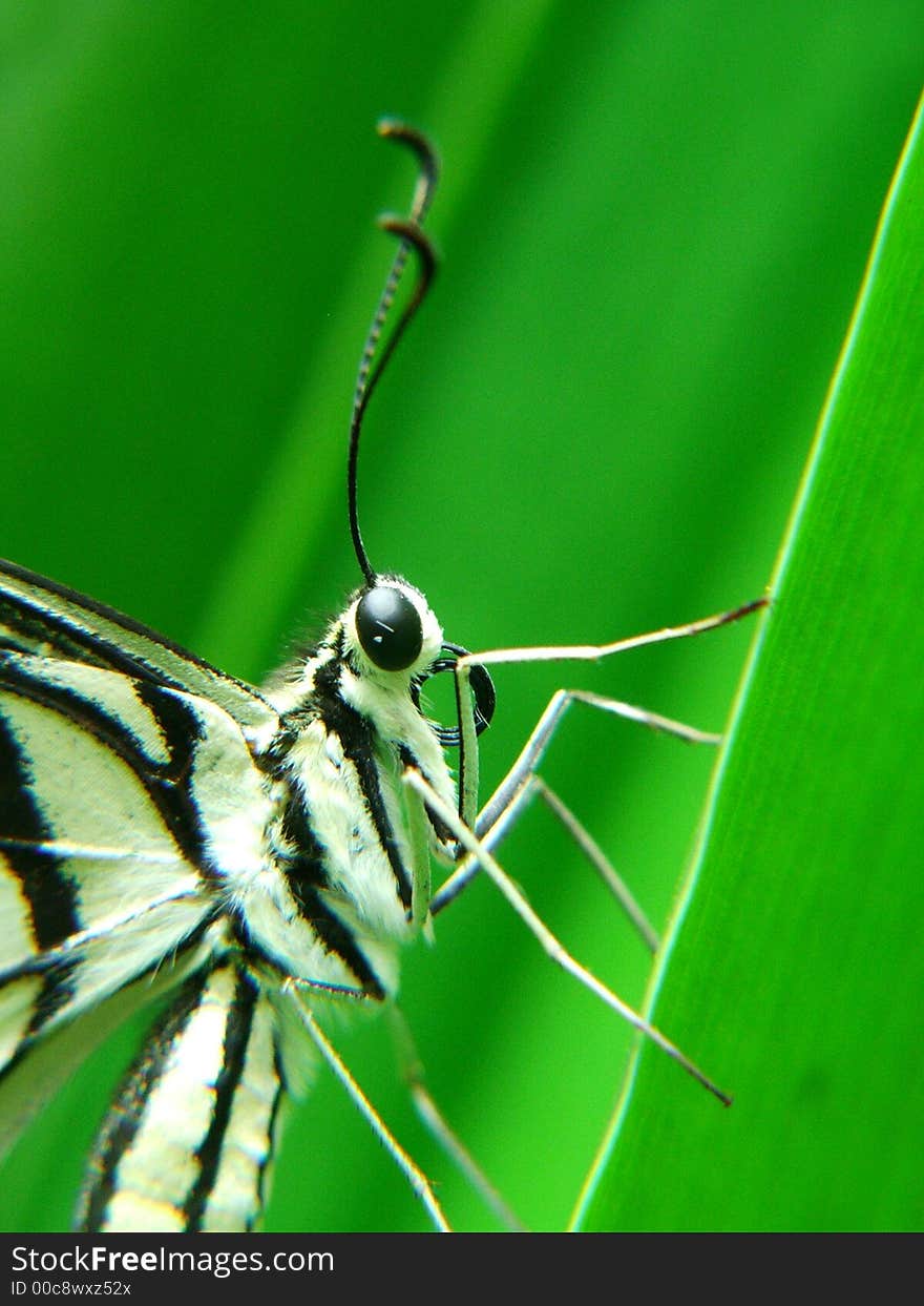 Close up shot of a butterfly resting on a leaf