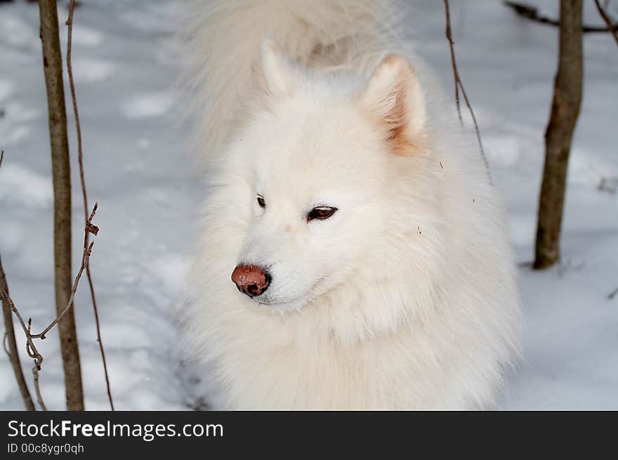 Samoed's dog in winter forest