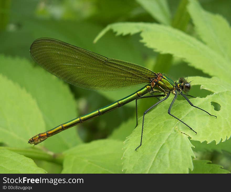 This dragonfly is the calopteryx splendens (female) location: herbeumont, belgium.