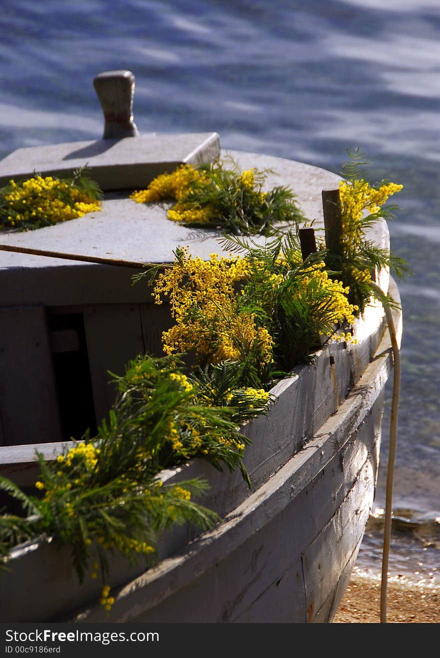 Mimosa at the seaside of the montenegro. Mimosa at the seaside of the montenegro