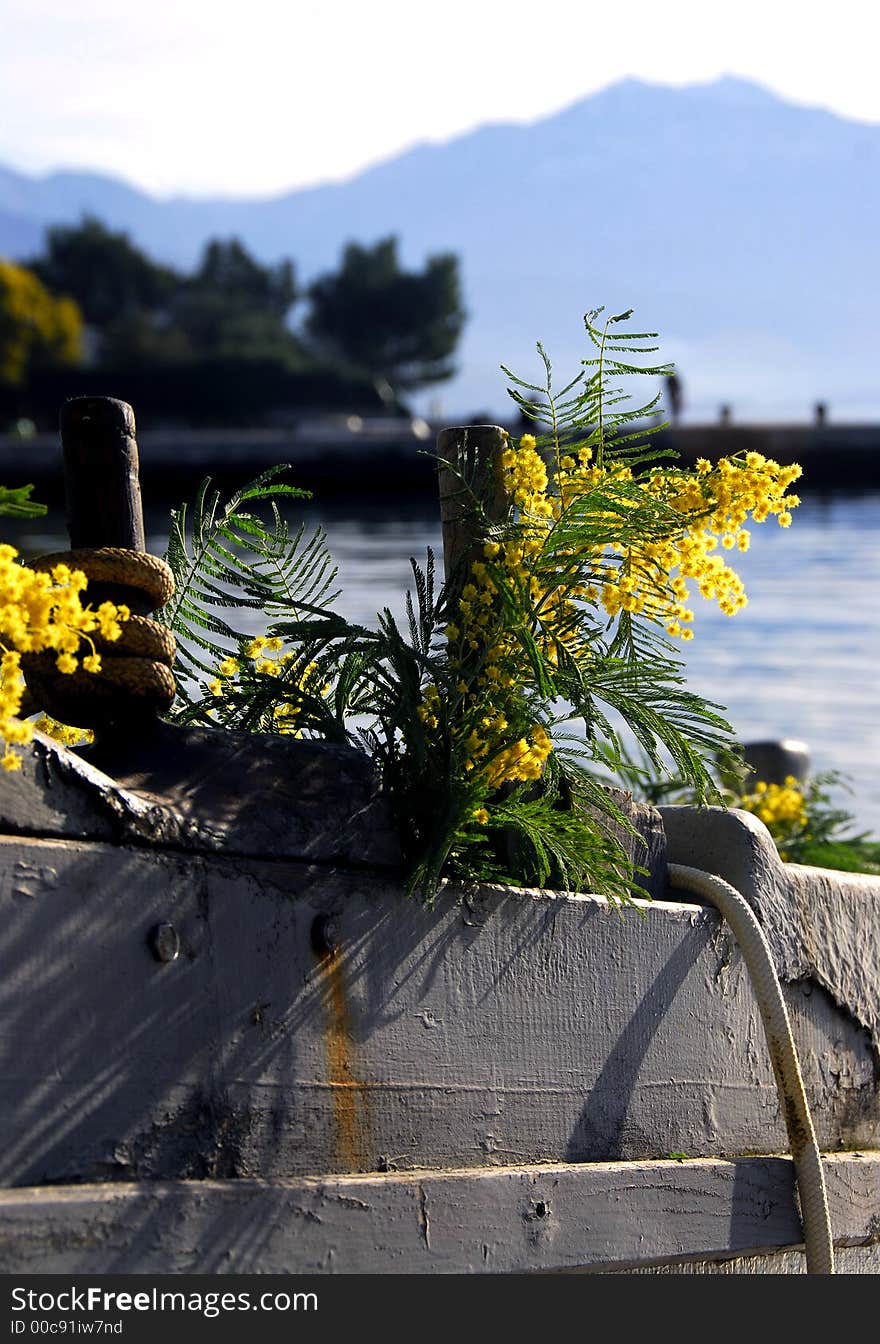 Mimosa at the seaside of the montenegro. Mimosa at the seaside of the montenegro