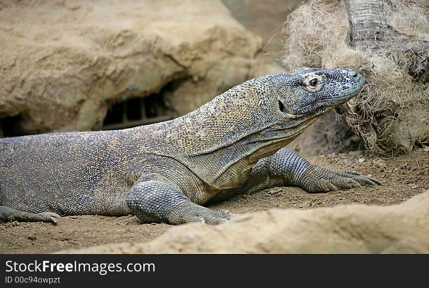 Komodo Dragon 1