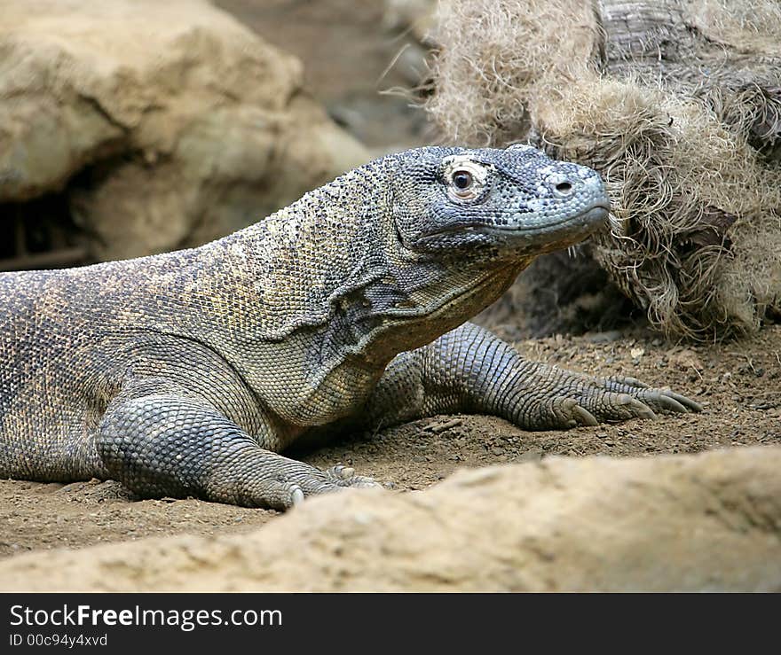 The Biggest Lizard in the World. The Biggest Lizard in the World