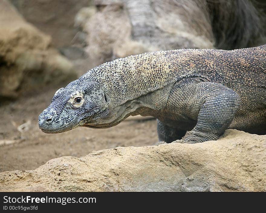 Komodo Dragon 3