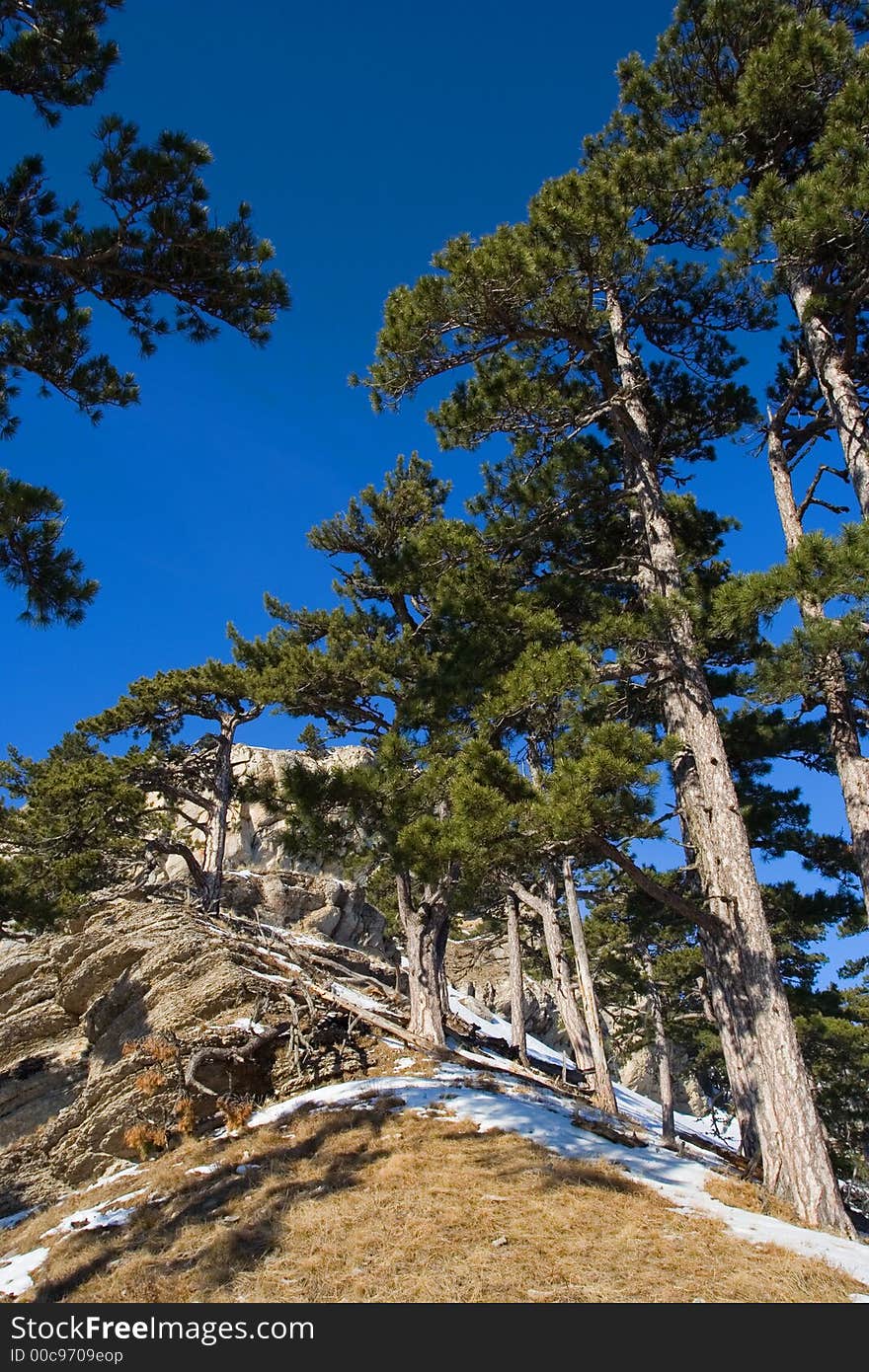 Pine-trees against the rocks.Crimea.