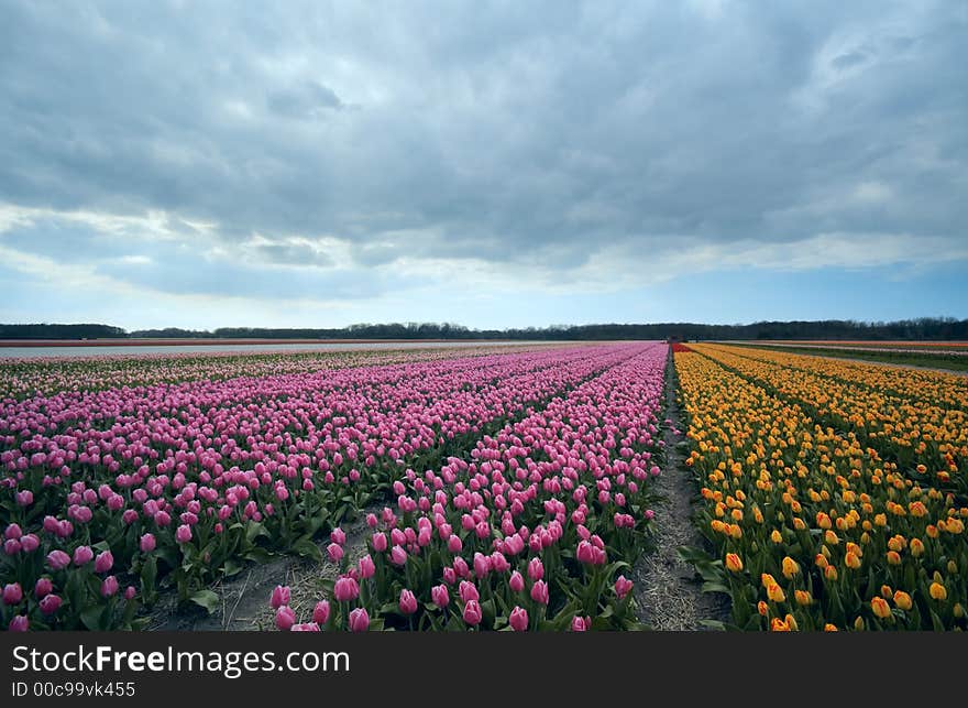 Colorful Tulips