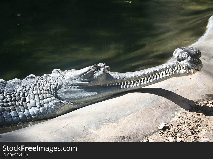 Indian gharial crocodile with large teeth showing, sunning by the bank of a river.