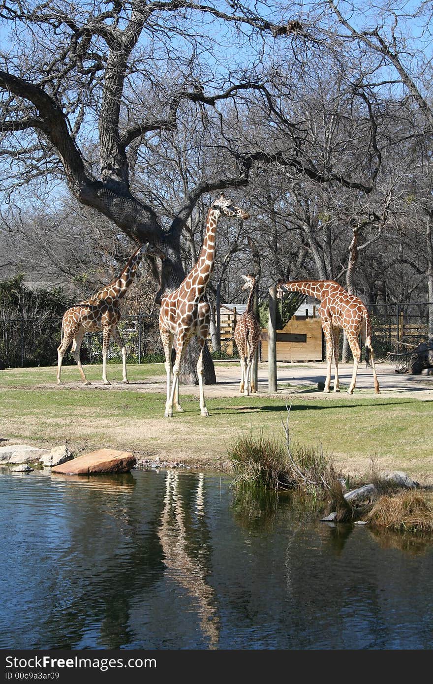 Giraffes in a field, under some trees, near a lake on a sunny day.