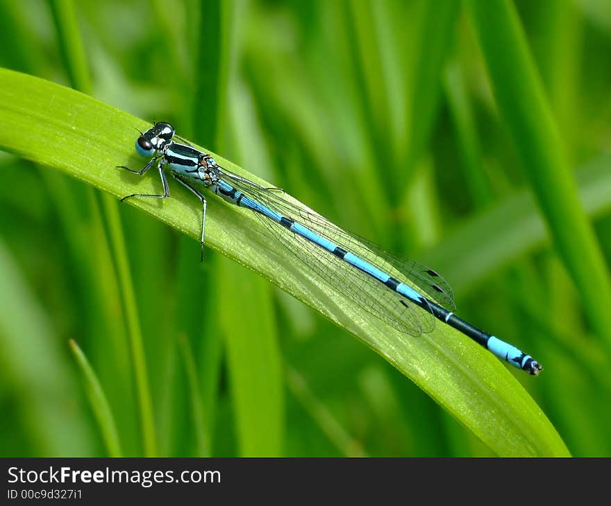 A nice close-up picture of a blue dragon fly resting on a leave. A nice close-up picture of a blue dragon fly resting on a leave