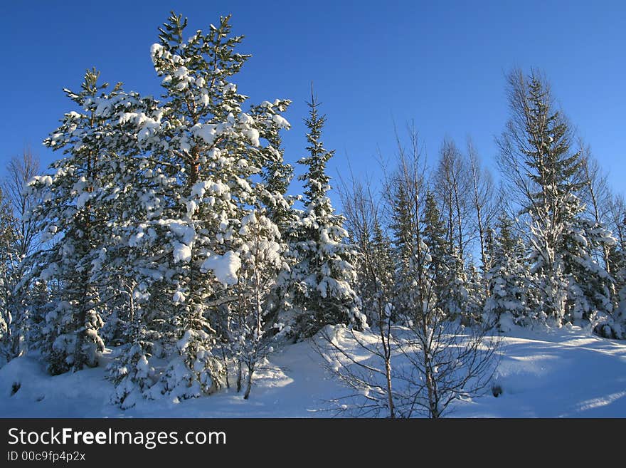 Winter landscape