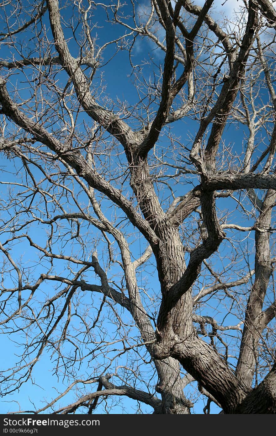 Tree in winter