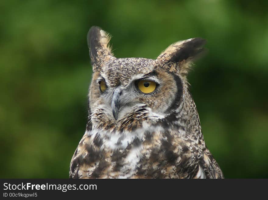 Closeup of horned owl with green wash behind. Closeup of horned owl with green wash behind