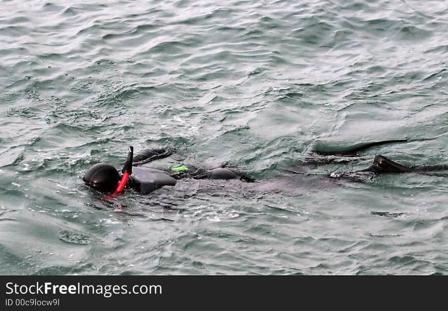 Snorkler swimming in Monterey Bay, California