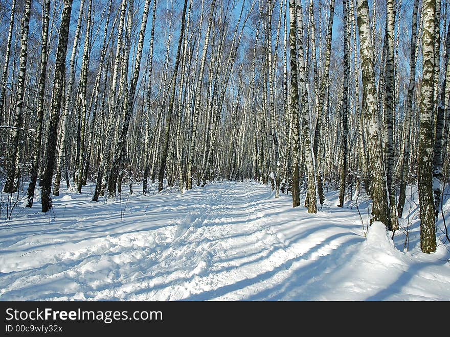 Path in birch forest