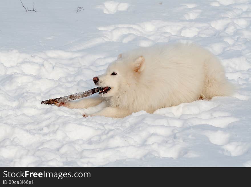 Samoed's dog in winter forest