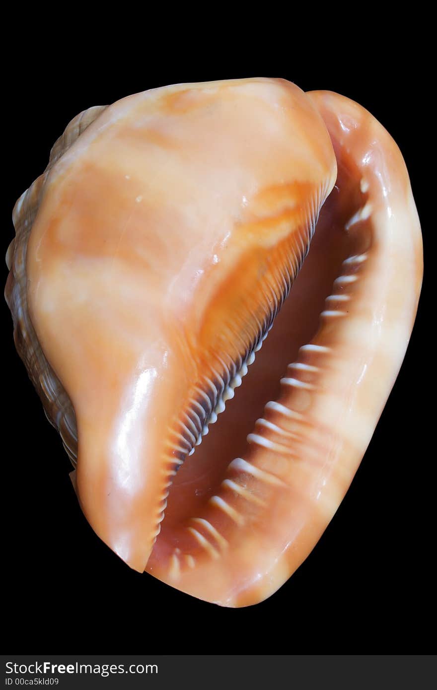 Cockle-shell