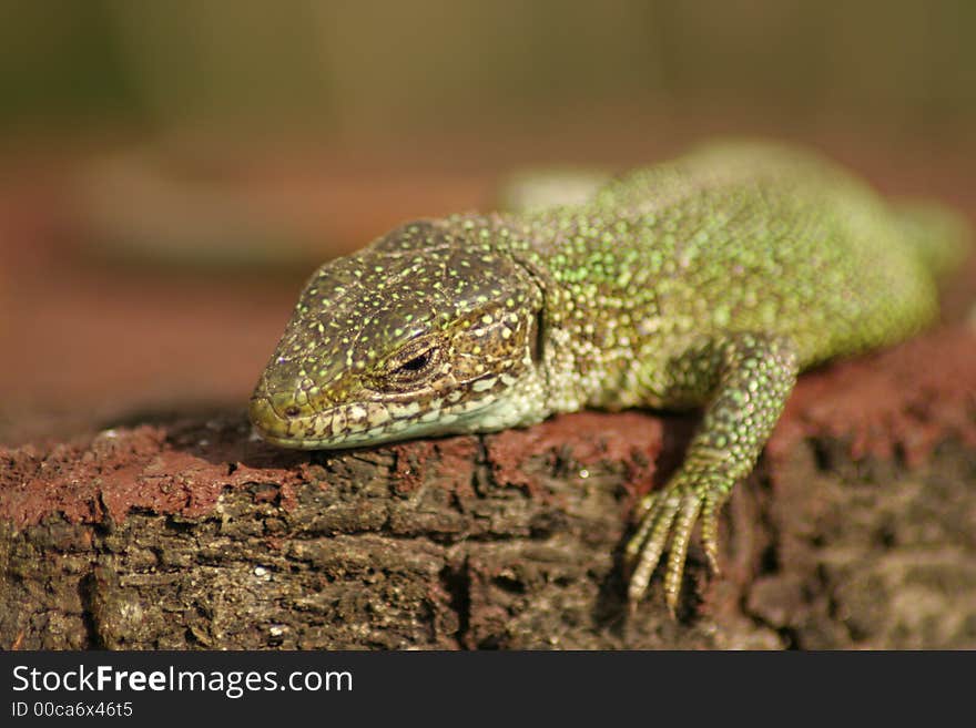 Lizard having sunbath