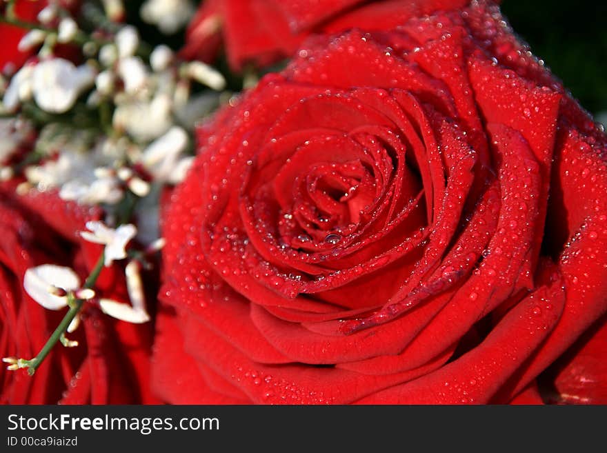 Red rose and white flower with dewdrops in the morningsun. Red rose and white flower with dewdrops in the morningsun