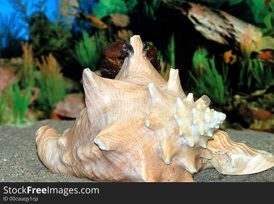 A Crab climbing to the top of the conch. A Crab climbing to the top of the conch