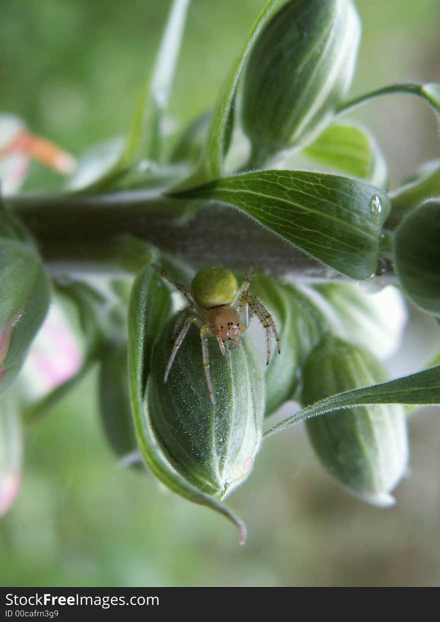 Cucumber Spider