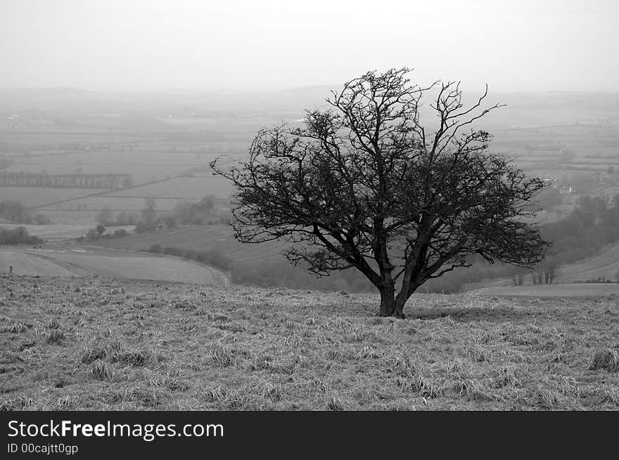 A lonely tree close to the iron age uffington white horse(uk).