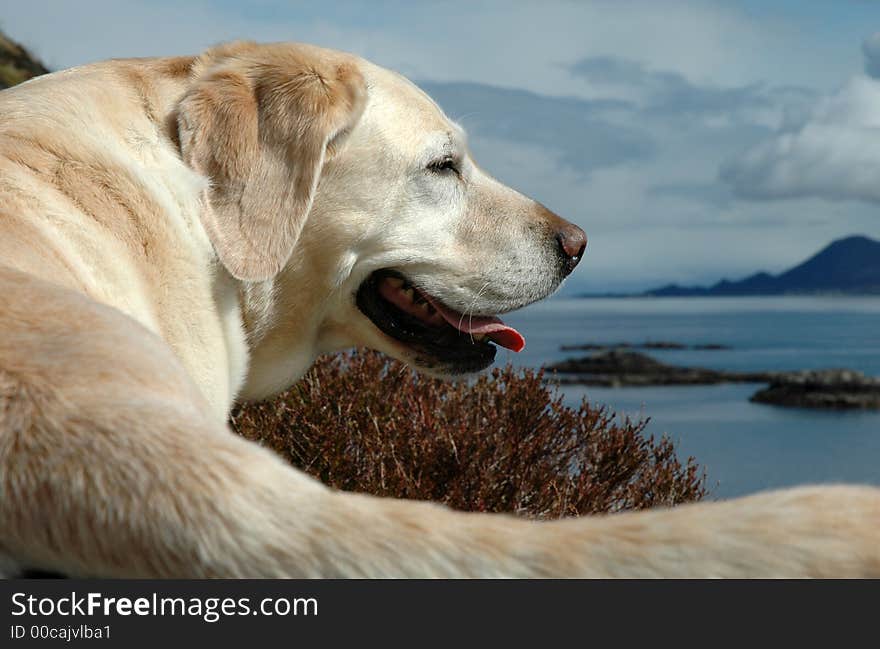 A happy and content labrador and it's tail. A happy and content labrador and it's tail