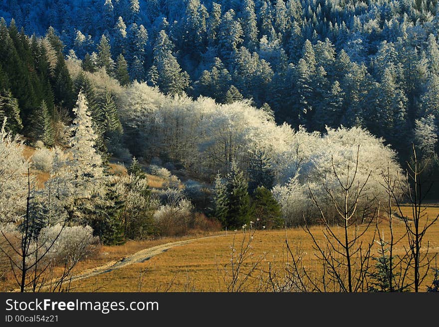 Frozen landscape in the french alps. Trees are totally frozen in spite of the sun