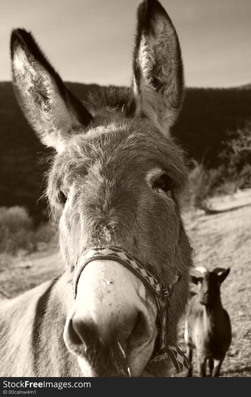 Funny grey donkey