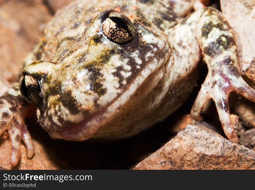 Toad watching at camera