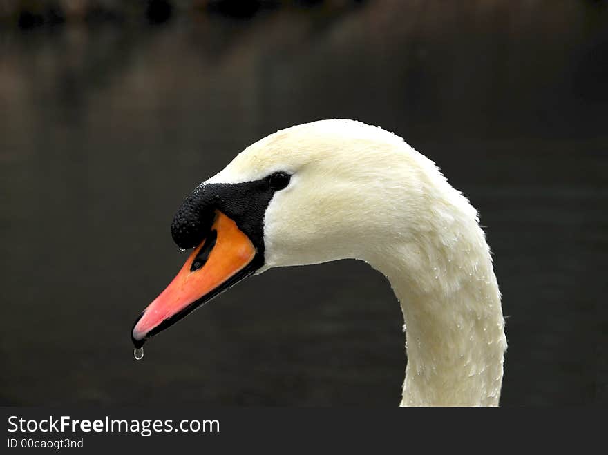 Close-up of a swan with droplet of water on beak. Close-up of a swan with droplet of water on beak