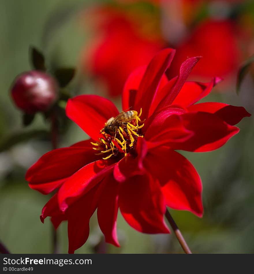 Busy bee collecting pollen from dahlia. Busy bee collecting pollen from dahlia