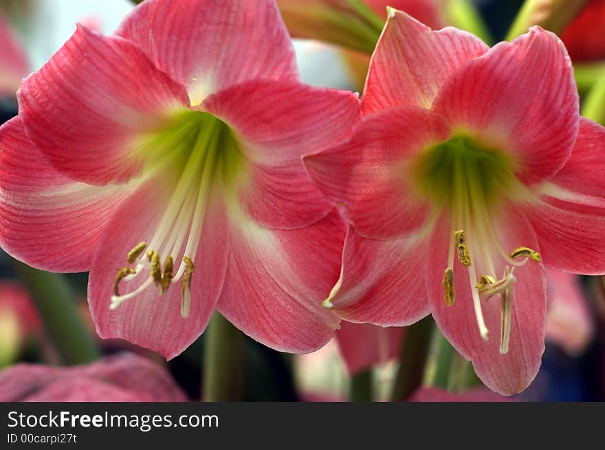 Two Red flowers  isolated on a natural background