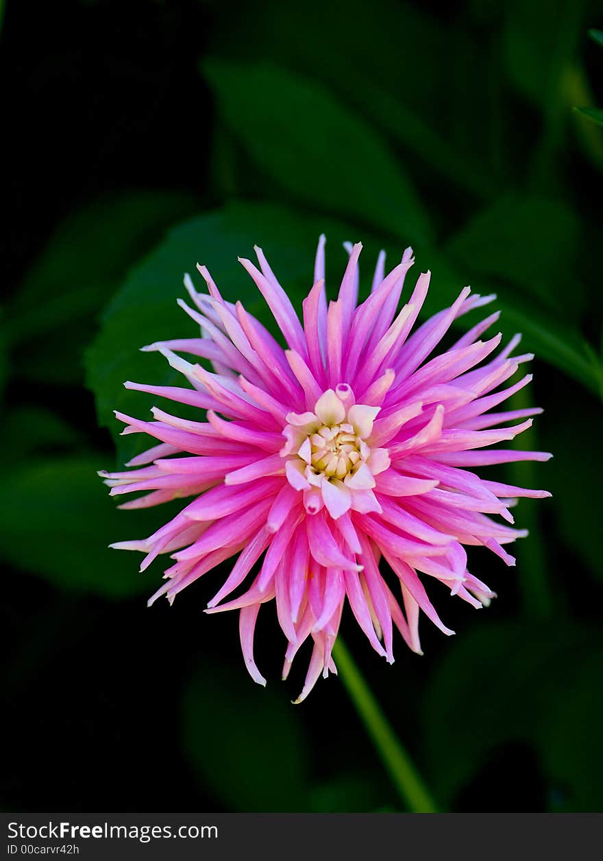 Dahlia