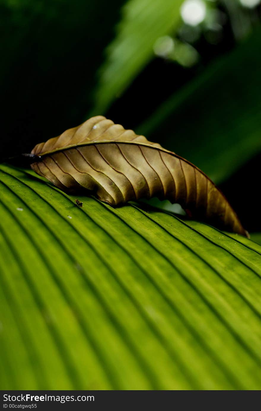 A piece of dried withered leaf sitting on a green leaf. A piece of dried withered leaf sitting on a green leaf