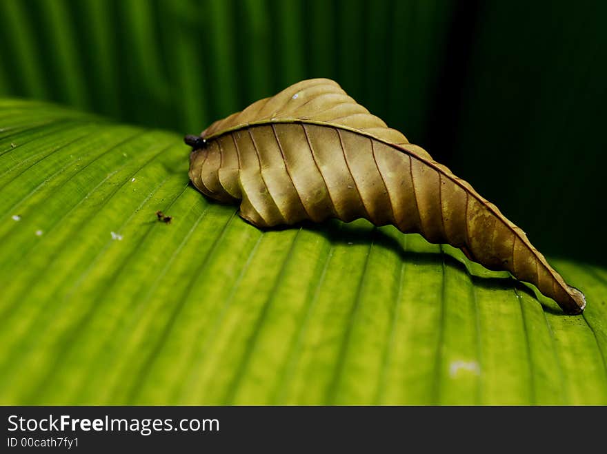 A piece of dried withered leaf sitting on a green leaf. A piece of dried withered leaf sitting on a green leaf