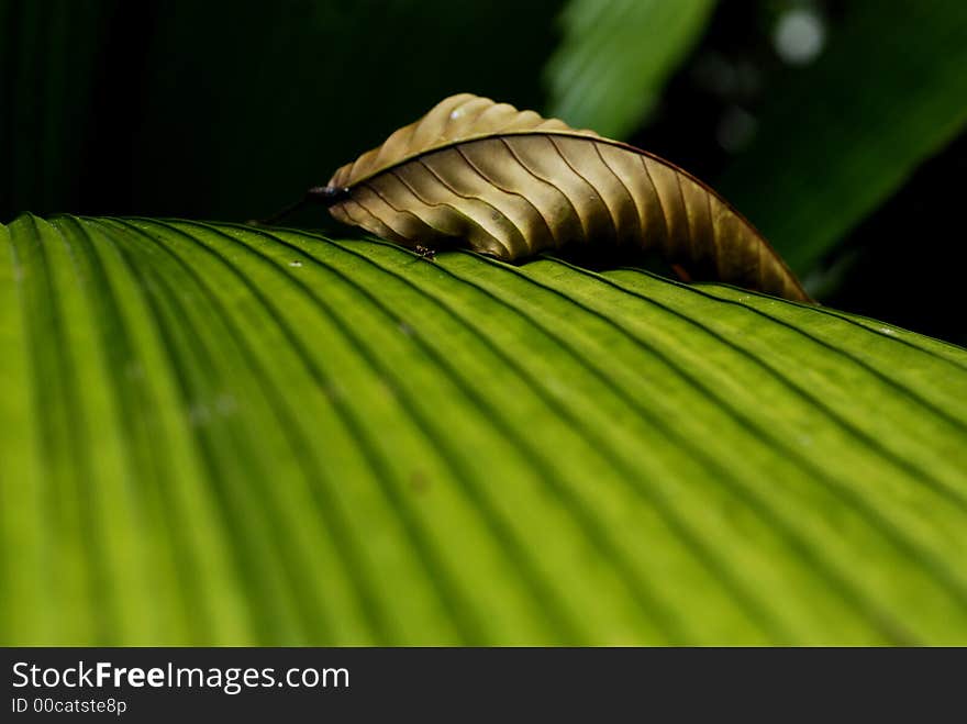 A piece of dried withered leaf sitting on a green leaf. A piece of dried withered leaf sitting on a green leaf