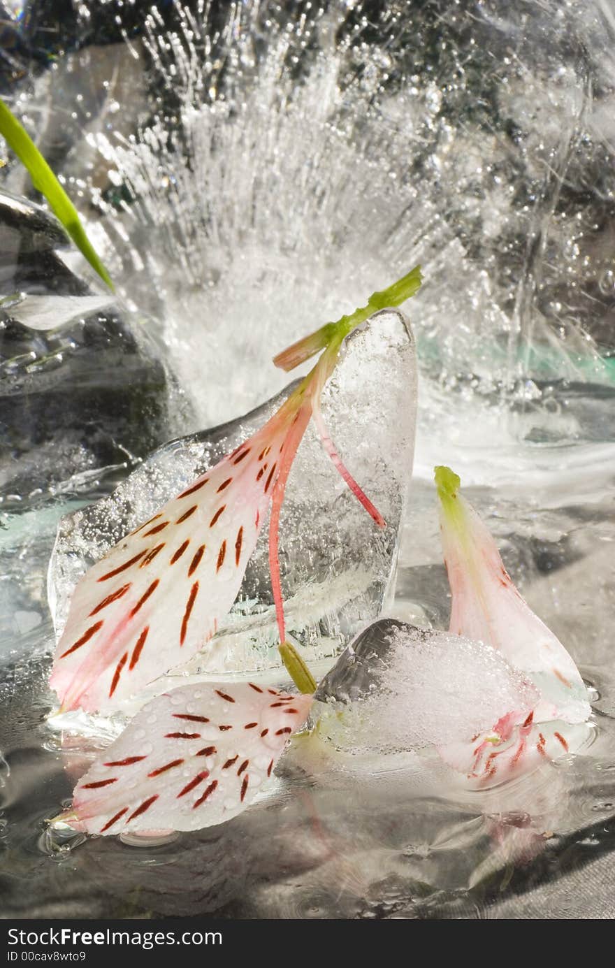 Lilies with clear ice pieces. Lilies with clear ice pieces