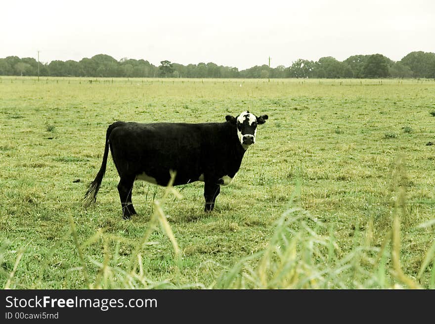 Black cow standing in a lush green field. Black cow standing in a lush green field.