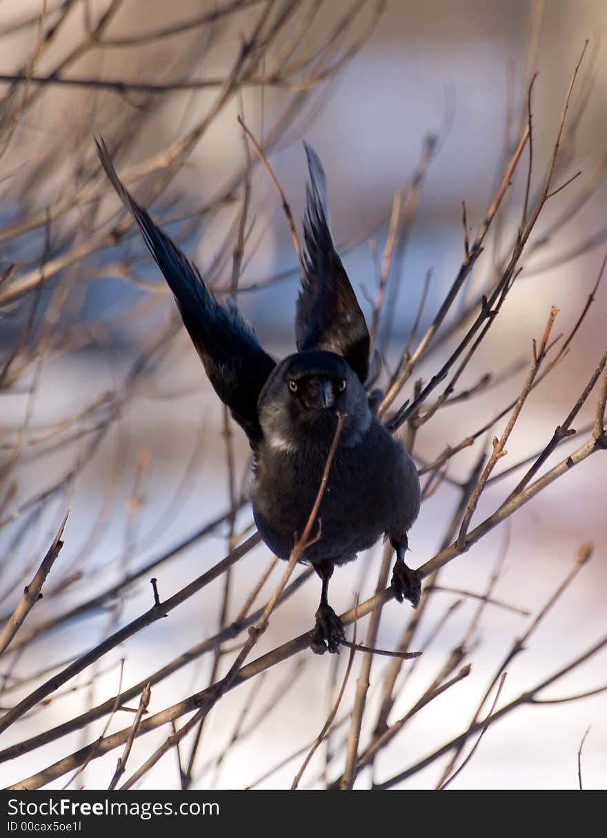 Black wings