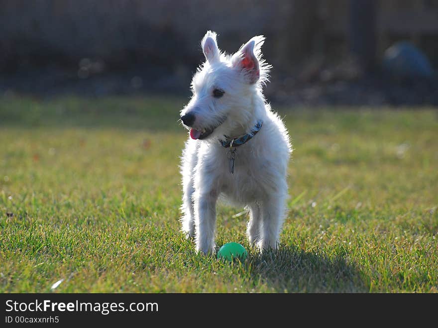 Jack Russell panting after playing with a tennis ball