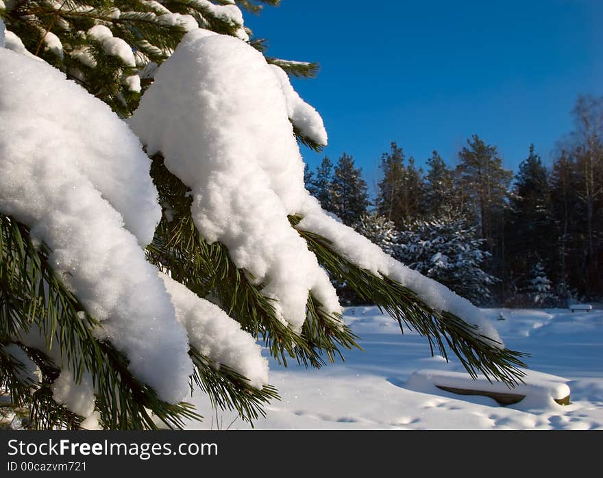 Snowy forest in the winter. Snowy forest in the winter