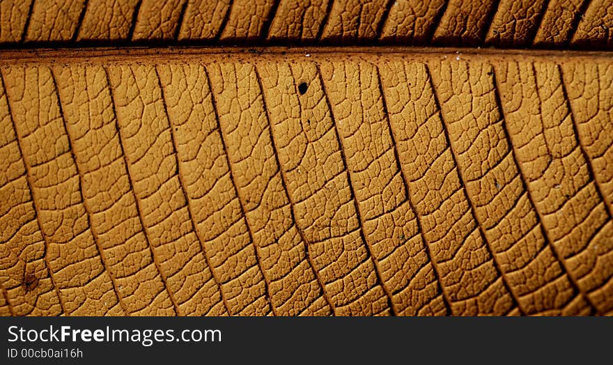 A close up view of a big leaf structure