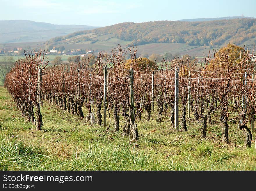 Vineyard in autumn