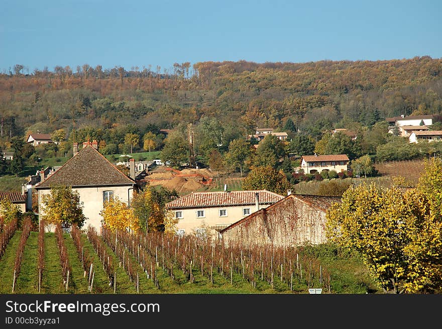 Vineyard In Front Of Farm In Autumn