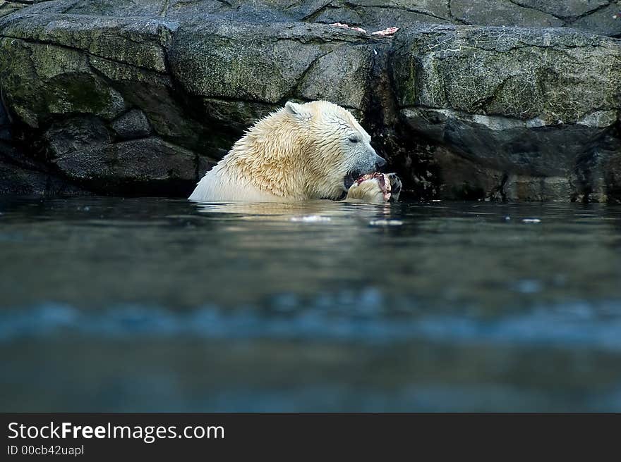 Polar Bear, Eating.