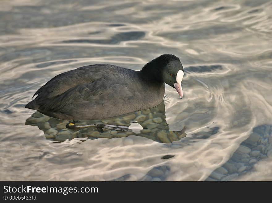 Strange duck swimming in water