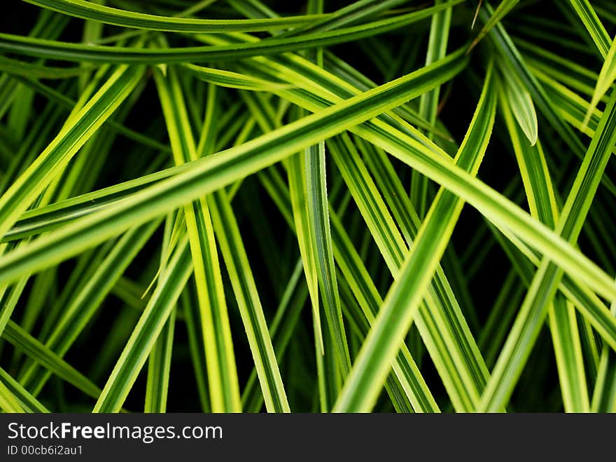 Grassy leaf